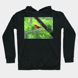 Red Bird Hoodie